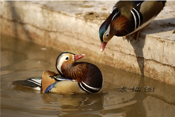两张鸳鸯
