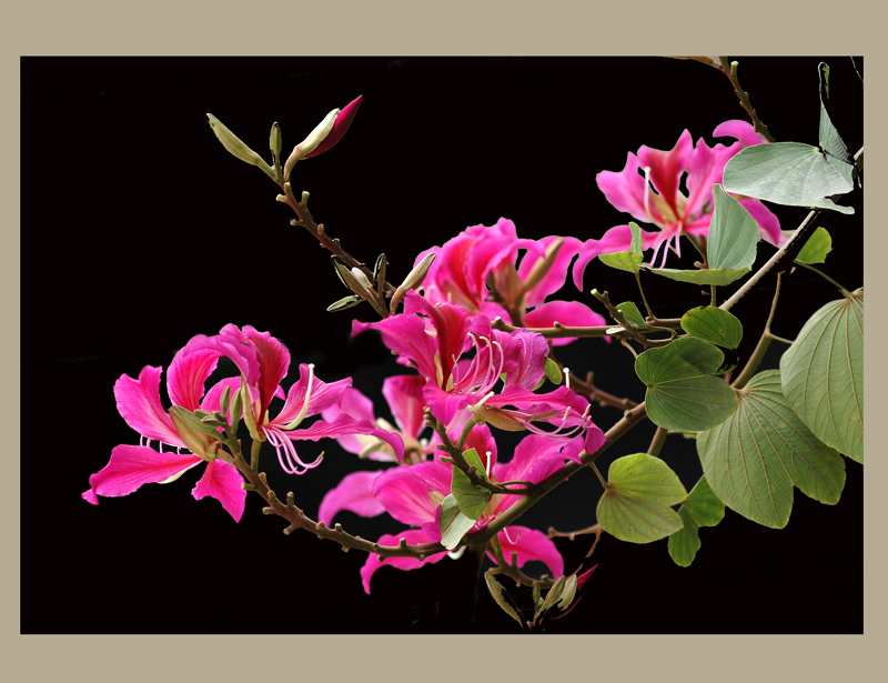 美丽的羊蹄甲花2007.2.10