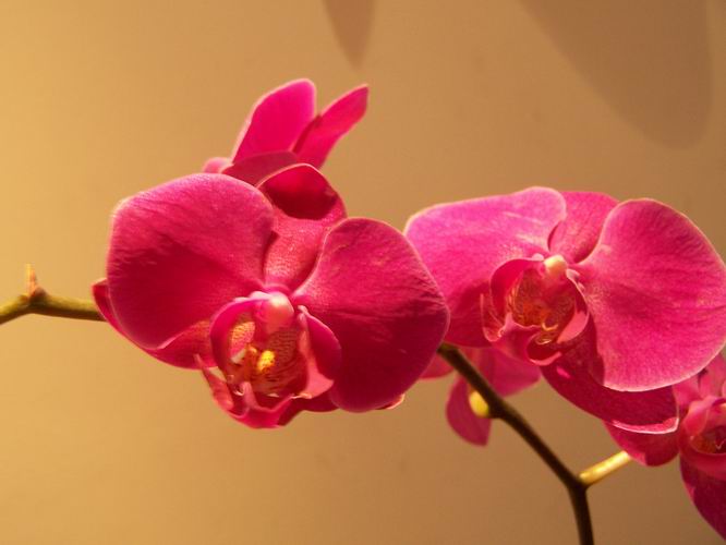家花