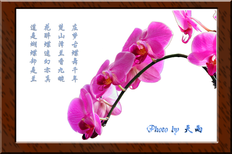 蝴蝶蓝