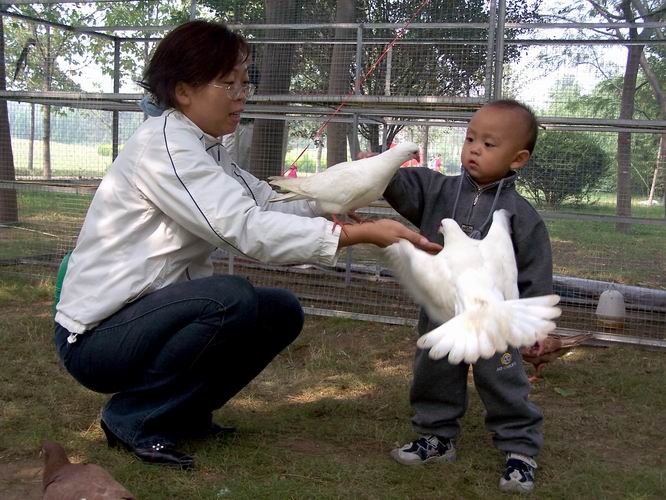 孩子喜欢和平鸽