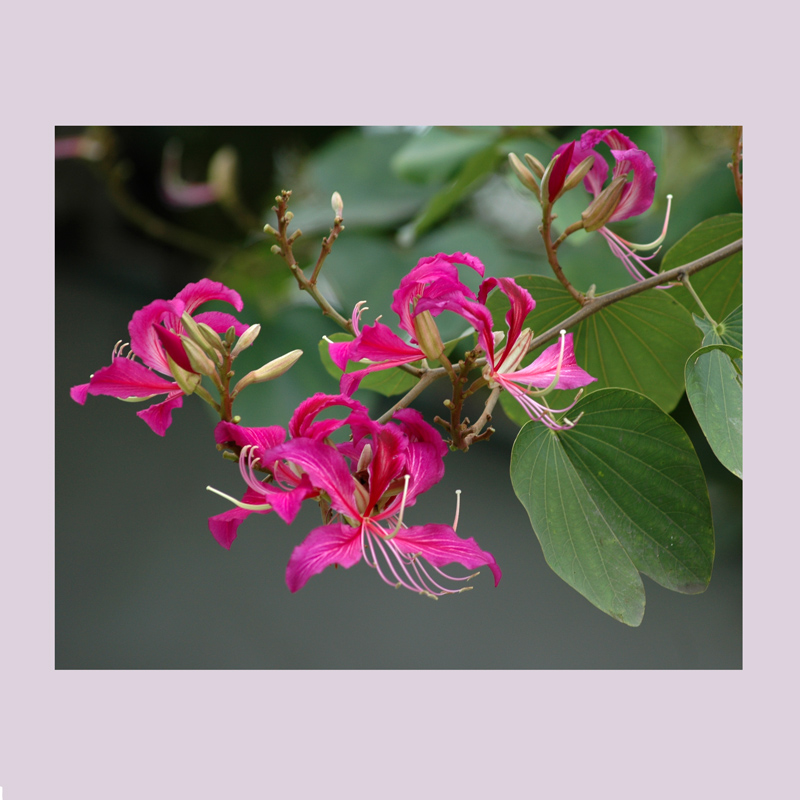 美丽的羊蹄甲花2007.2.10
