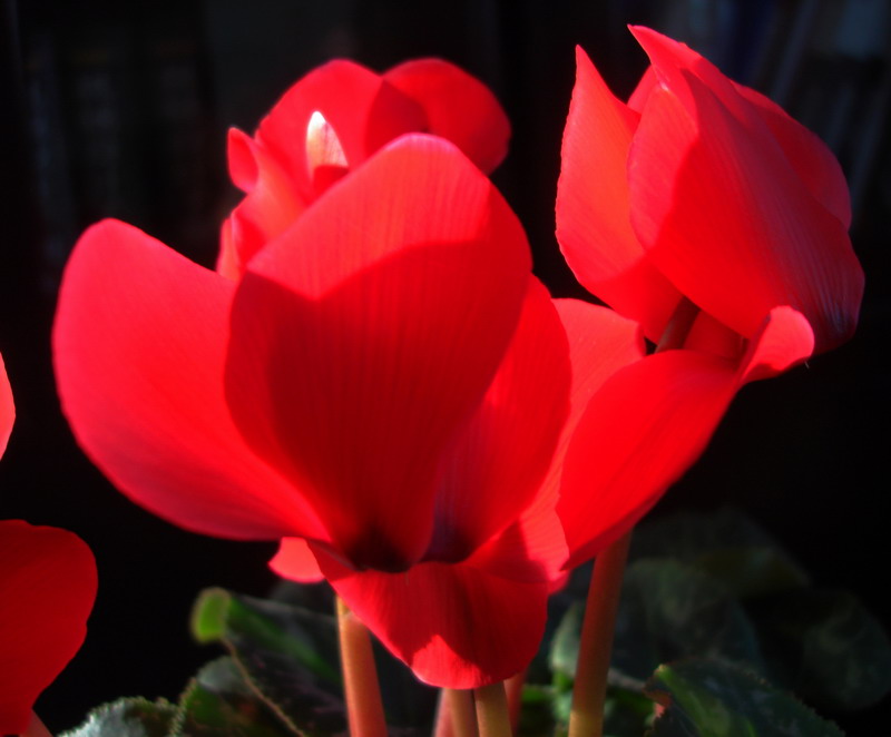 小花