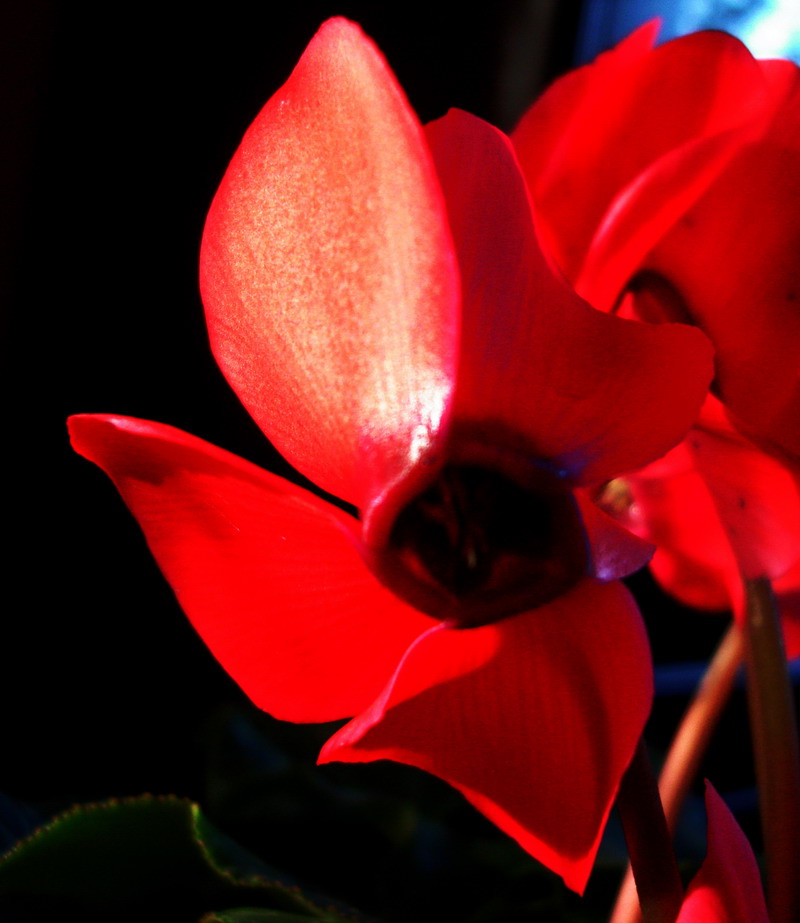 小花
