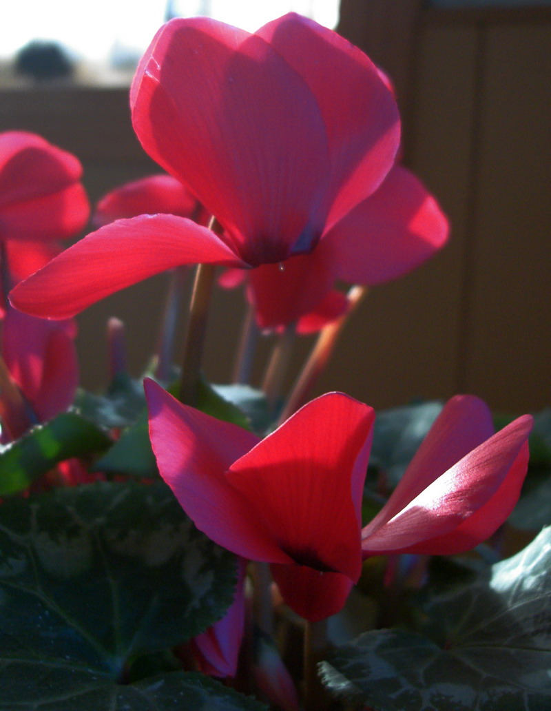 小花