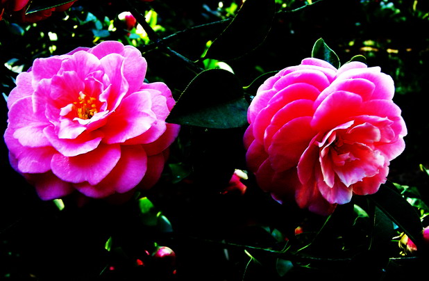 山茶...梨花