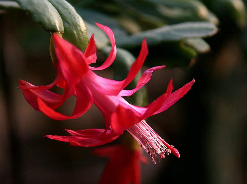 花卉