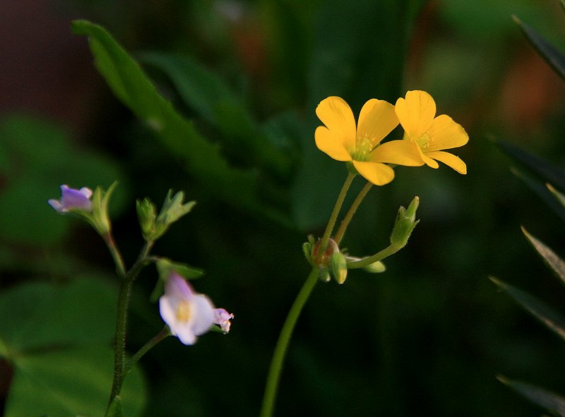 花卉