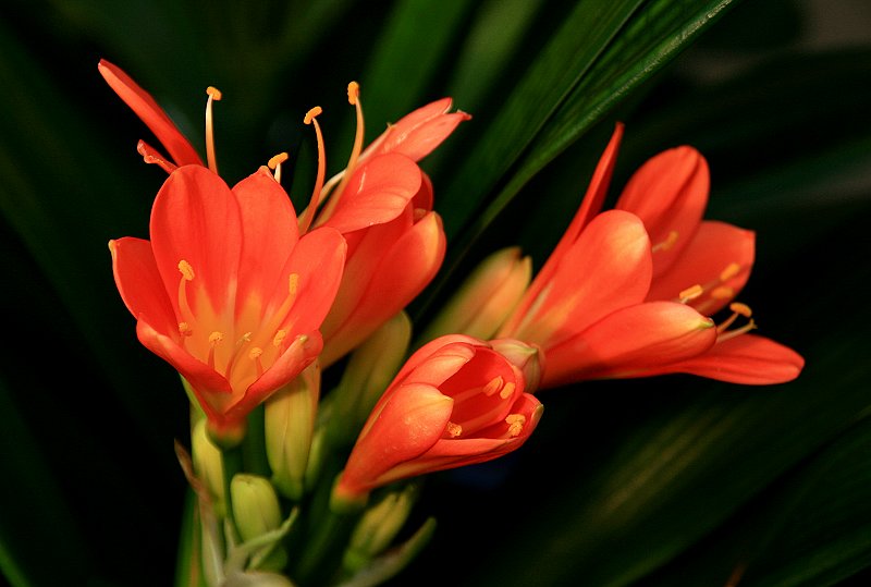 花卉