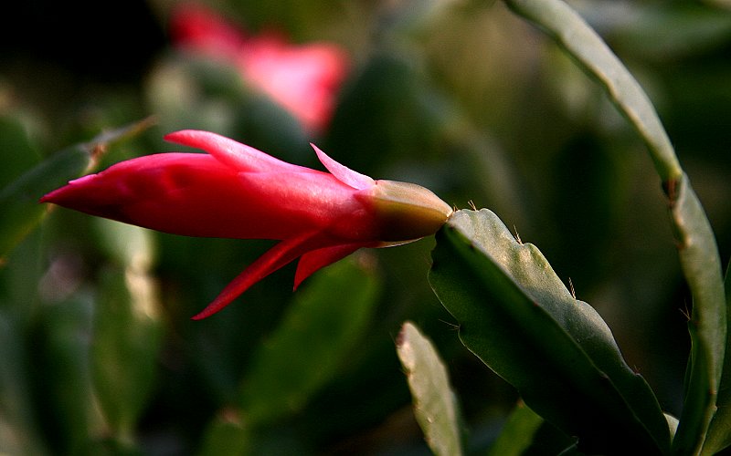 花卉