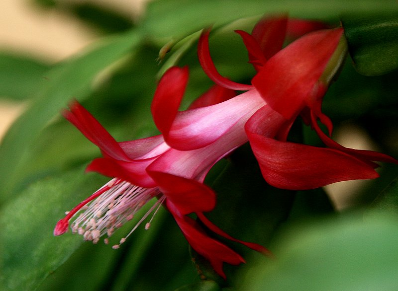 花卉