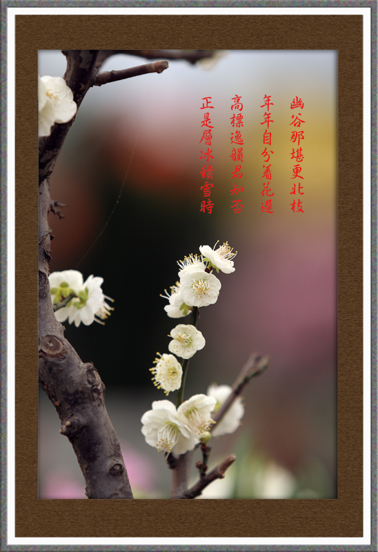 腊梅迎春