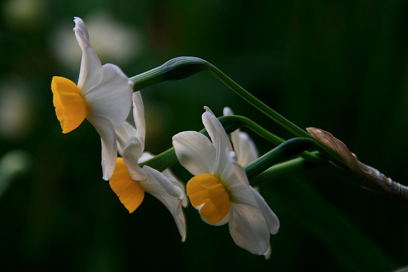 水仙花开