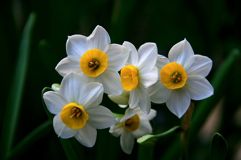 水仙花开