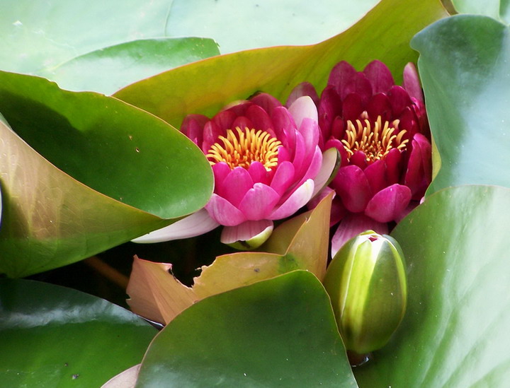 花