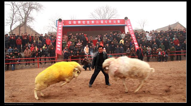 2月9日在清丰武仙镇拍摄斗羊大赛