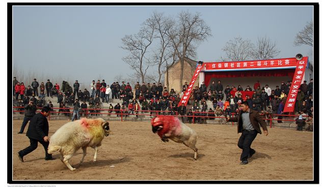 2月9日在清丰武仙镇拍摄斗羊大赛
