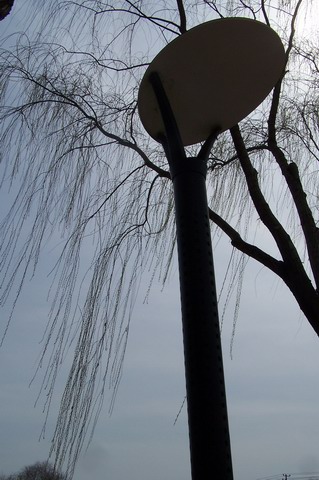 [原创] 再发些刚拍的春天的气息