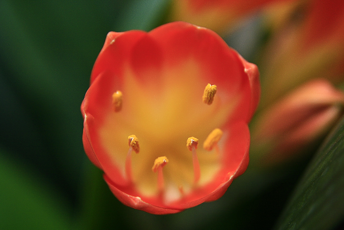 那些花儿