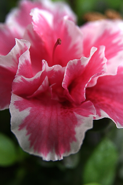 那些花儿