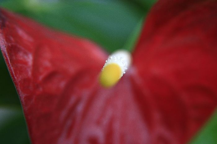 那些花儿