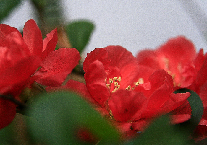 那些花儿
