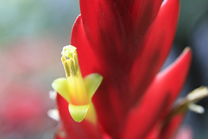 那些花儿