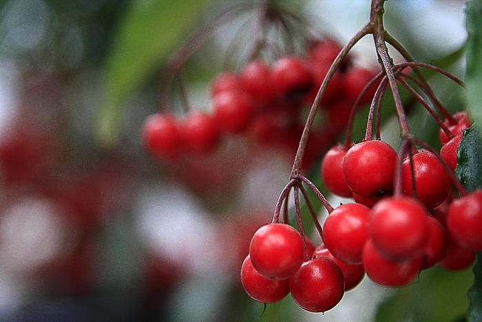 那些花儿
