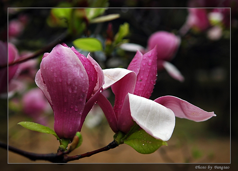 玉兰花