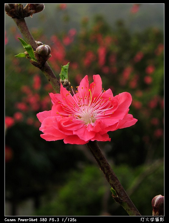 [参赛]桃花相映红（组照）