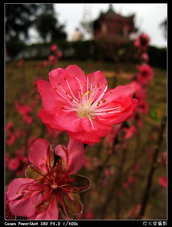 [参赛]桃花相映红（组照）