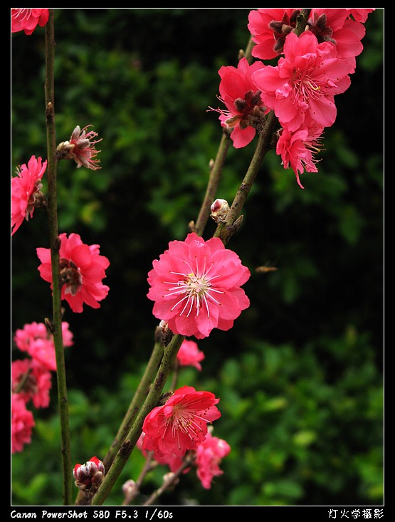 [参赛]桃花相映红（组照）