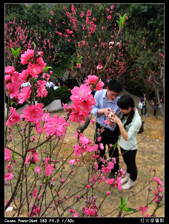 [参赛]桃花相映红（组照）