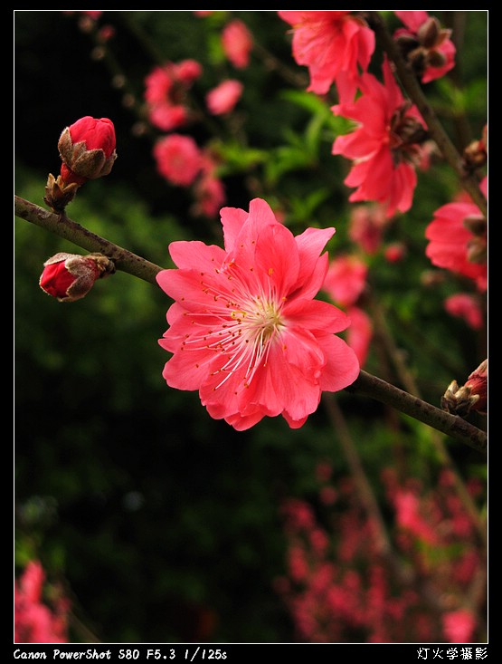 [参赛]桃花相映红（组照）