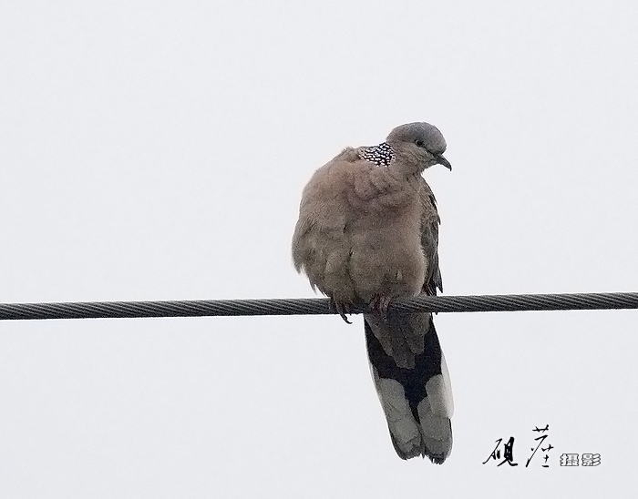 鸟儿鸣春