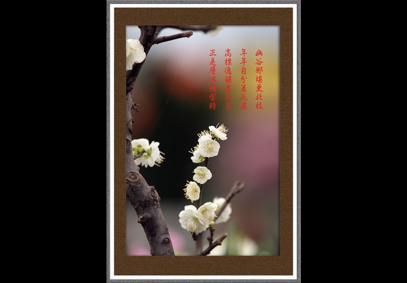 天雨佳作---腊梅迎春