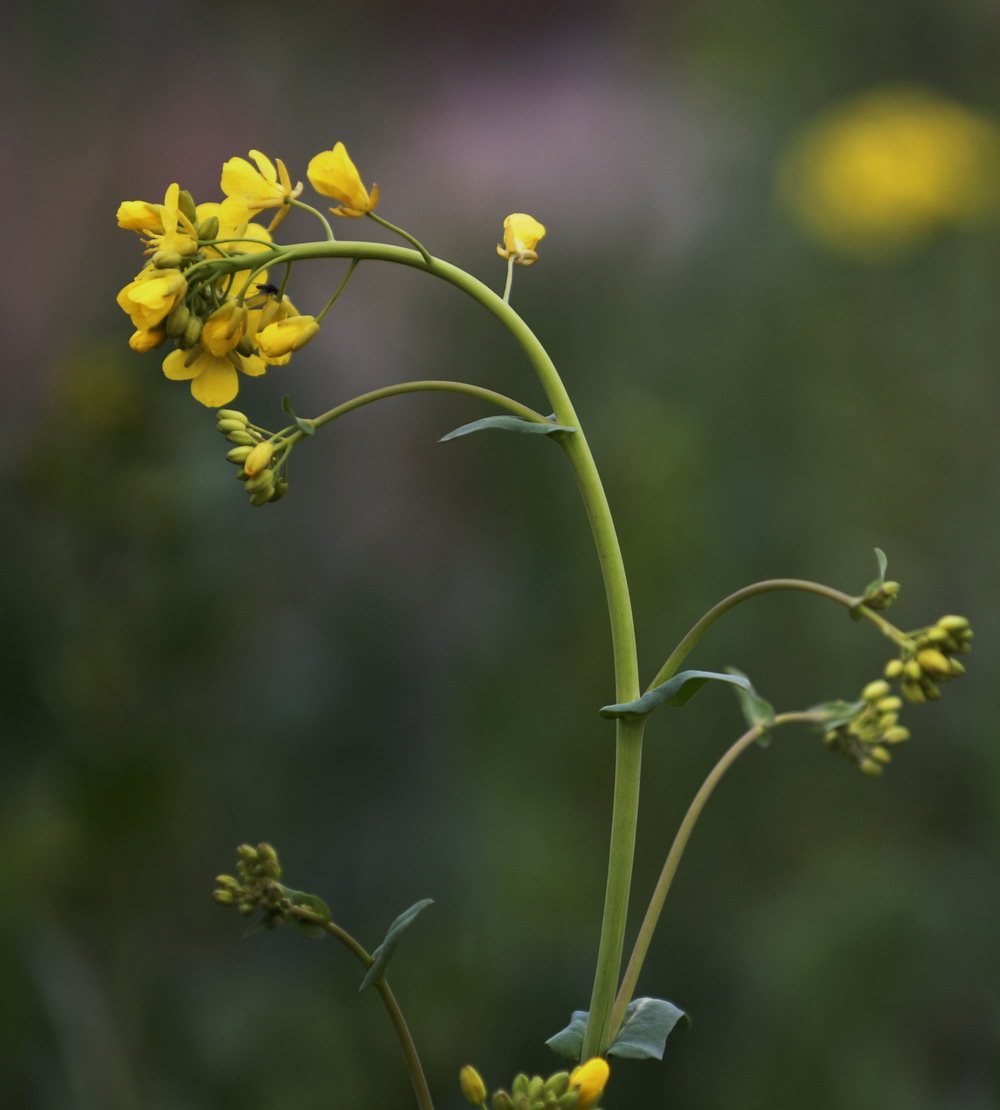 油菜花