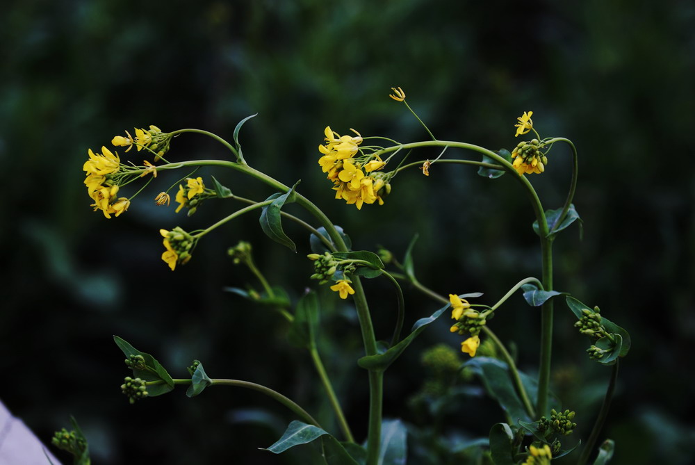 油菜花