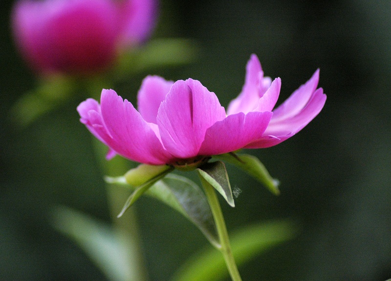 一堆花