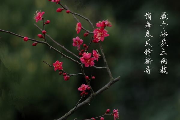 又是春来赏梅时