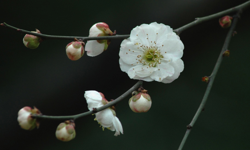 又是春来赏梅时
