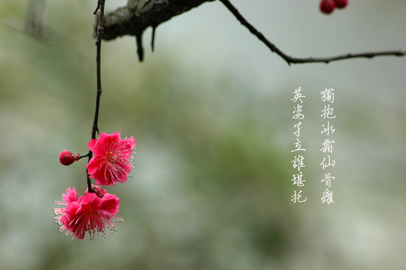 又是春来赏梅时