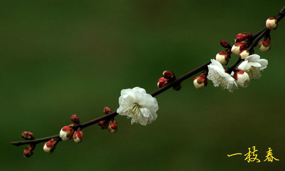 又是春来赏梅时