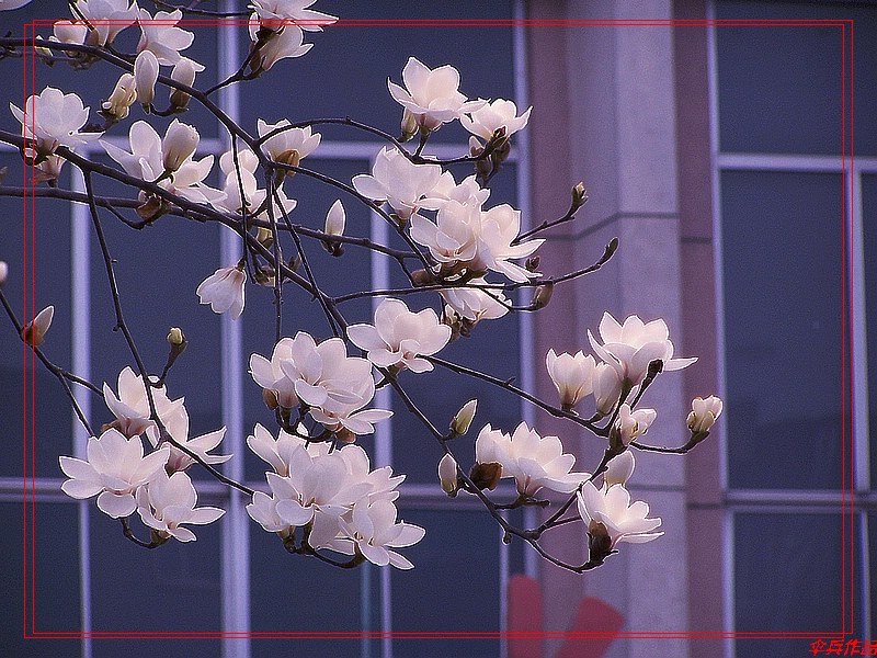 [原创]又见玉兰花开！！！