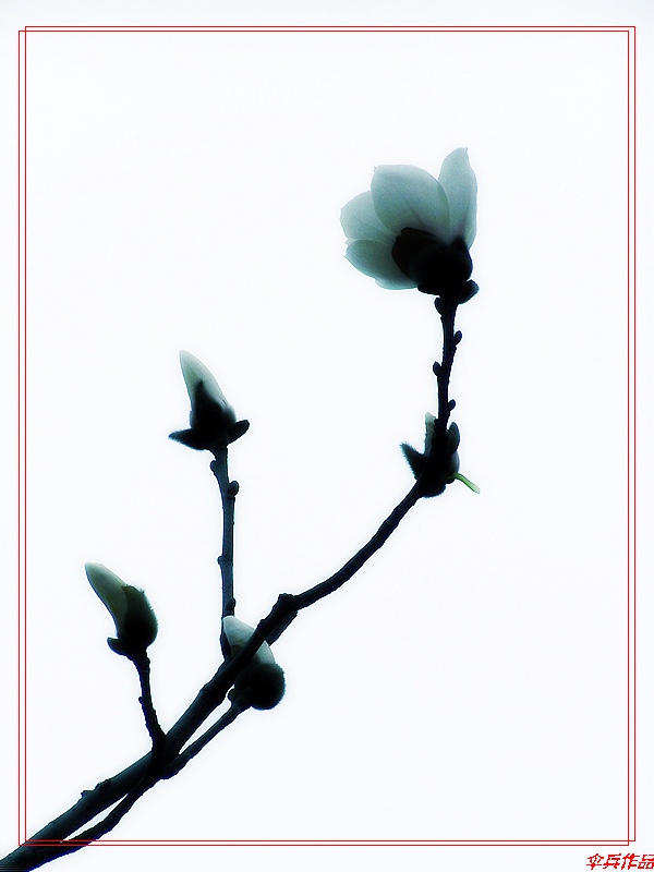 [原创]又见玉兰花开！！！