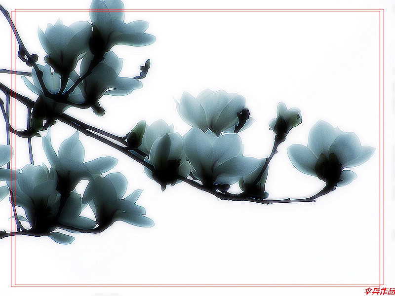 [原创]又见玉兰花开！！！