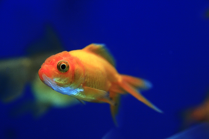 这些鱼儿