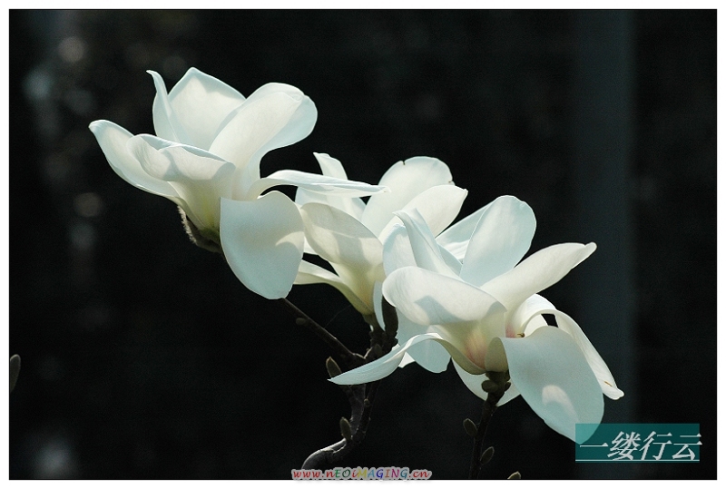 玉兰花开