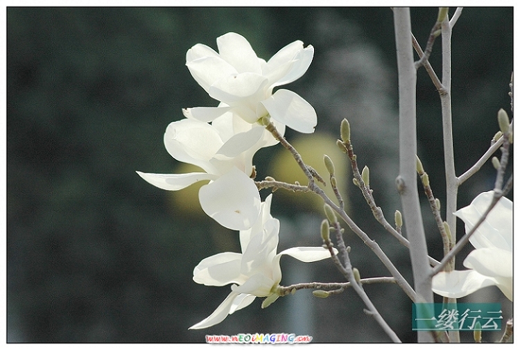 玉兰花开