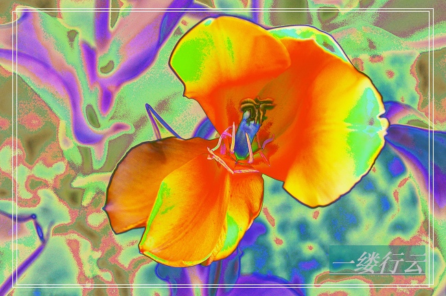 花非花